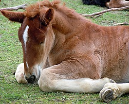 駒,tierkind,性質