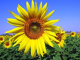 太陽花,花,開花