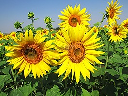 太陽(yáng)花,花,開花