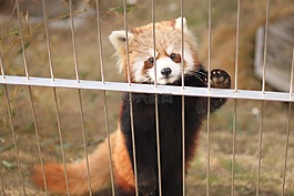 小熊貓,動(dòng)物園,可愛的動(dòng)物