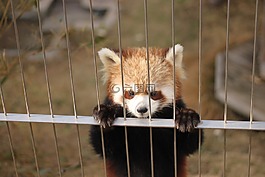 小熊貓,動(dòng)物園,可愛的動(dòng)物