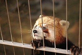 小熊貓,動(dòng)物園,可愛的動(dòng)物