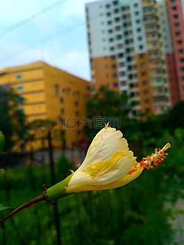 自然,美,花