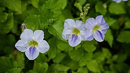 鮮花,美,自然