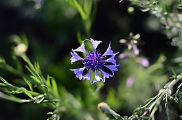 矢車菊,花卉,鮮花