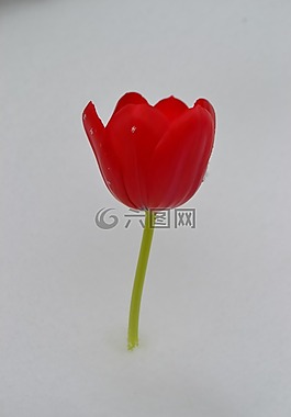 郁金香,花,冬天