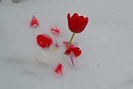 花,郁金香,紅色
