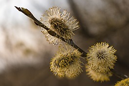 它有,大自然,花