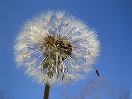 蒲公英,天空,花
