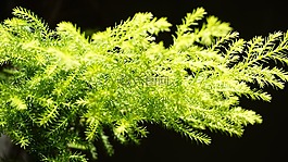 植物,特寫,陽光