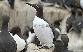 海鴿,海,蘇格蘭