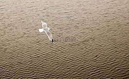動(dòng)物,鳥(niǎo),鳥(niǎo)類(lèi)生活