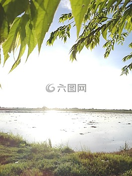 麥田,天空,綠