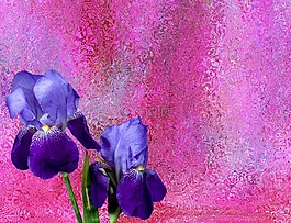 虹膜,鮮花,鳶尾花