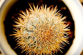 仙人掌,特寫,植物