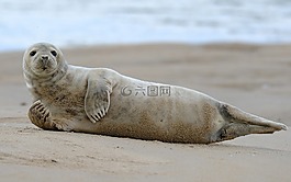 少年,蘇格蘭,海