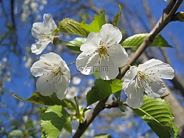 櫻花,櫻桃,盛開
