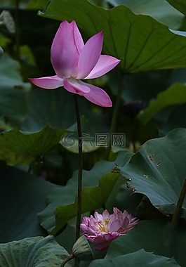 花,荷花,花卉