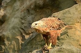鳥,金雕,萃取
