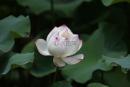 花,荷花,花卉
