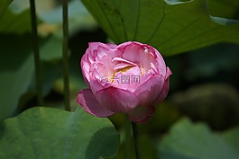 花,荷花,花卉