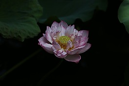 花,荷花,花卉