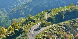 葡萄園,年份,葡萄藤