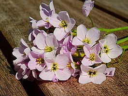 花,開(kāi)花,罩衫