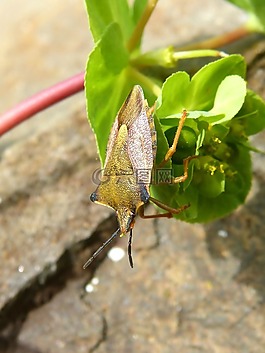 我pentatomid,斑须蝽,甲壳虫