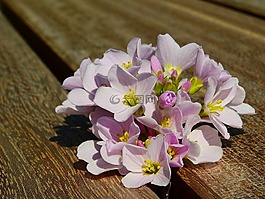 花,開(kāi)花,罩衫