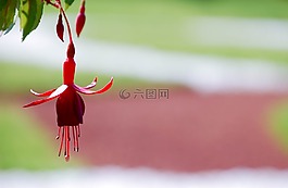 布魯姆,開花,植物園