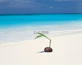 海灘,海洋,植物