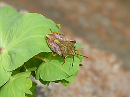 我pentatomid,斑须蝽,甲壳虫