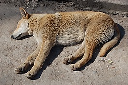 狗,動物,無家可歸