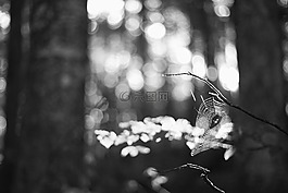 模糊,散景,黑暗