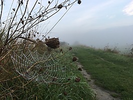 霧,草,蜘蛛網(wǎng)