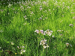花,開(kāi)花,罩衫