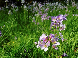 花,開(kāi)花,罩衫