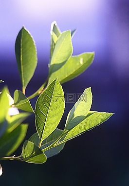 葉子,植物,工作表