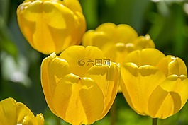 黃色的郁金香,春,背景