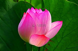 蓮花,鮮花,綠色