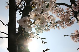 梅花,鮮花,春天