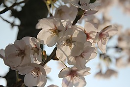 梅花,鲜花,春天