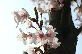 梅花,鲜花,春天
