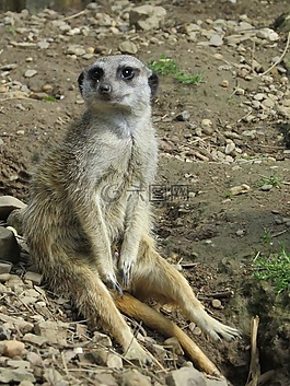 獴,動物園,貓鼬