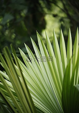模糊,特寫,環(huán)境