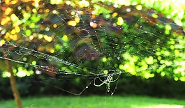 果園蜘蛛,球網(wǎng)絡(luò)蜘蛛,蜘蛛
