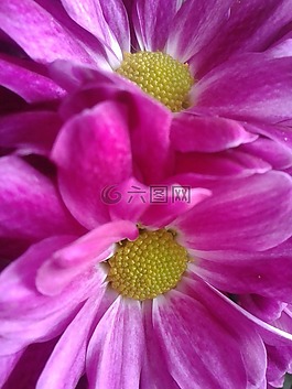 開花,紫,廠