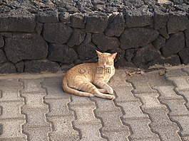 動物,貓,蘭薩羅特島