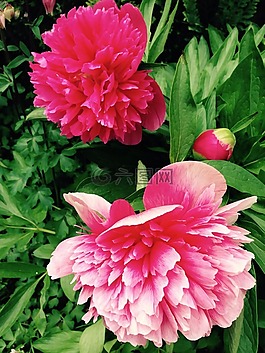 牡丹,花,廠
